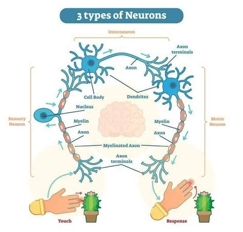 3 Types Of Neurons Types Of Neurons Neurons Human Anatomy And