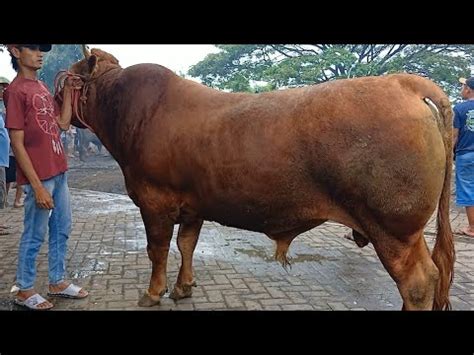 22 JUTA LIMOSIN JUMBO PERSIAPAN QURBAN 2024 ADA BANYAK DISINI Pasar