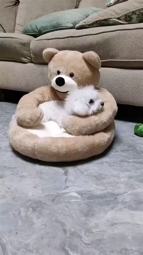 Cute Puppy 🐕 | Щенки пуделя, Милые детеныши животных, Маленькие щенки
