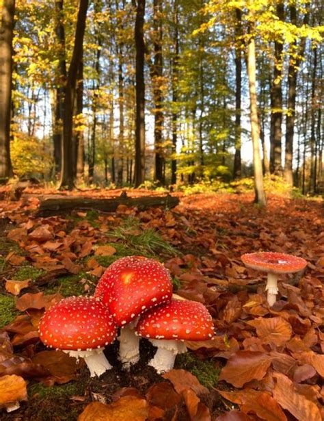 Beliebtes Motiv F R Meller Fotografen Fliegenpilze Im Noz