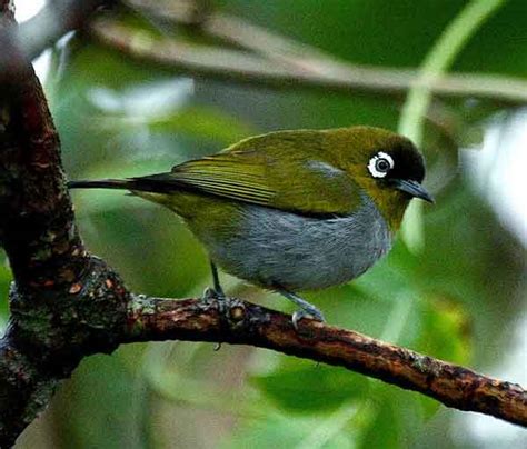 Jenis Burung Pleci Yang Bagus Dan Suara Gacor Nya