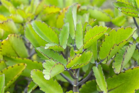 Miracle Leaf Bryophyllum Pinnatum Stock Photo Image Of Interior