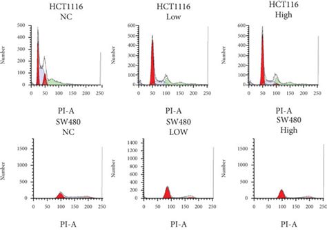 Fenofibrate Modulated Cell Cycle Via Cdkn2arbe2f Transcript Cascade