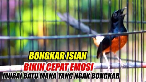 Murai Batu Bongkar Variasi Isian Pancingan Ampuh Cepat Emosi Murai Batu Mana Yang Nggak Bongkar