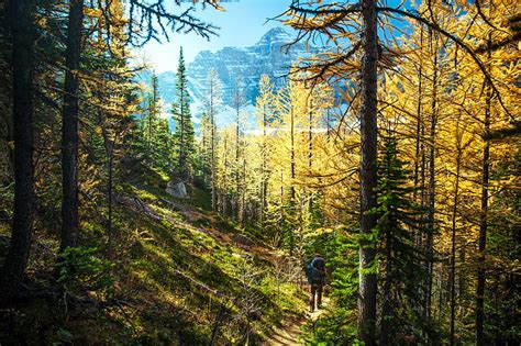 HD wallpaper: nature, path, trees, forest, hiking, landscape ...