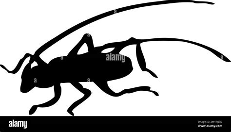 Silhouette Of Beetle Beetle Close Up Detailed Vector Beetle Icon On