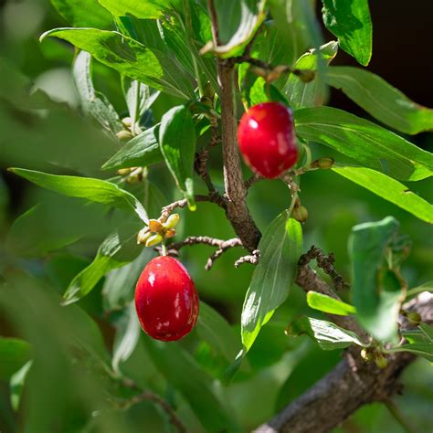 Dogwood Fruit Tree - Free photo on Pixabay - Pixabay