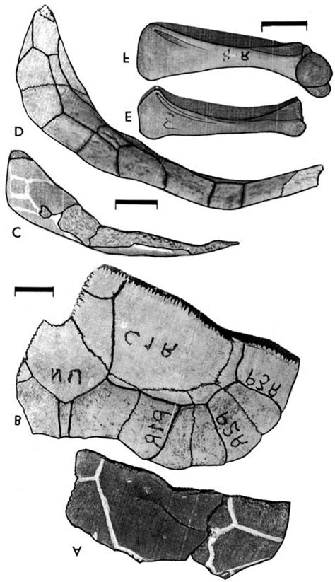 kinixys spekii nmzb ab  dorsal   anterior views