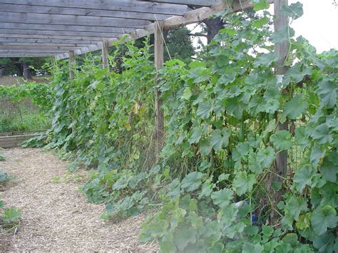 Growing Gourds: The Growing