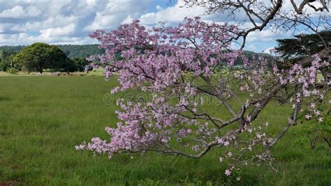 Silk Floss Tree stock photo. Image of aerial, flower - 315947260