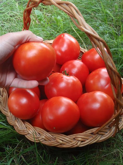 Semences Tomate Sioux Le Potager Ornemental De Catherine