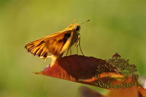 Golden Moth