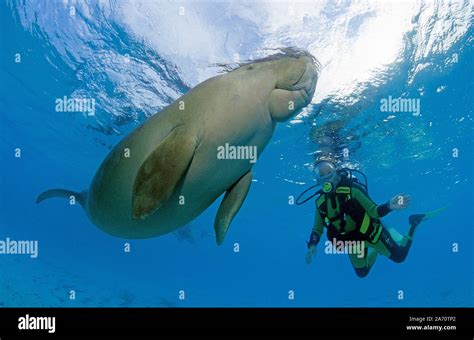 Dugong Fotos Und Bildmaterial In Hoher Aufl Sung Seite Alamy