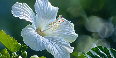 elegant white hibiscus flower petals  detailed texture delicate