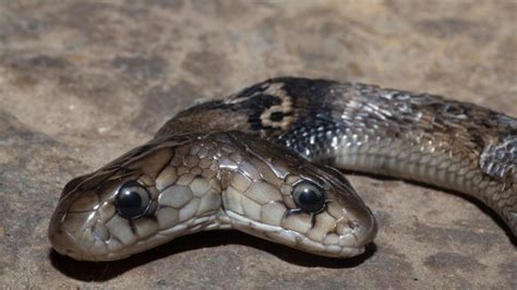 Rare two-headed cobra rescued in Uttarakhand’s Dehradun - Hindustan Times