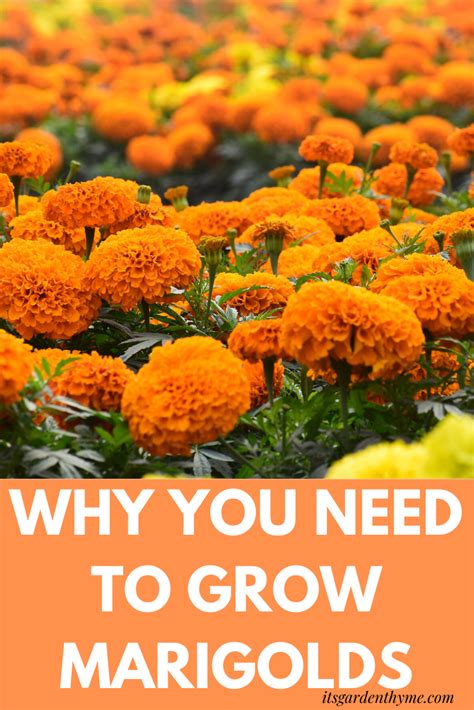 Benefits Of Growing Marigolds Its Garden Thyme Growing Marigolds