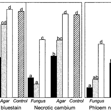 Symptoms Of Fungal Infection In Norway Spruce Trees Pretreated With A