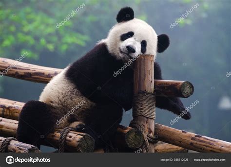 Cute Giant Panda Bear — Stock Photo © wusuowei #355512926