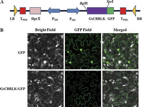 Subcellular Localization Of The Gscbrlk Protein In The Plasma Membrane