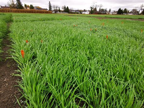 Could Winter Barley Be Making A Comeback In Northeastern Ontario Oscia