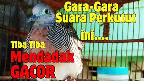 Perkutut Lokal Gacor Suara Bersar Pancingan Bunyi Belum Satu Menit