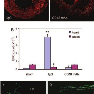 Capillary Density Assessment Mice Underwent Coronary Ligation And