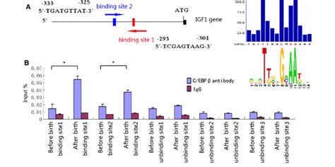 A Schematic Illustration Of C Ebp B Binding Site At Igf1 Promoter And