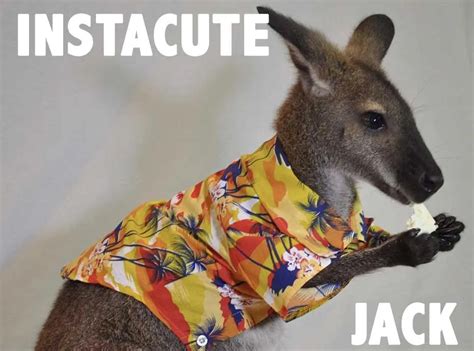 Découvrez Jack Le Wallaby De Compagnie