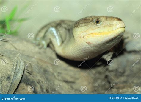 De Blauwe Tong Van Het Tanimbareiland Skink Stock Afbeelding Image Of