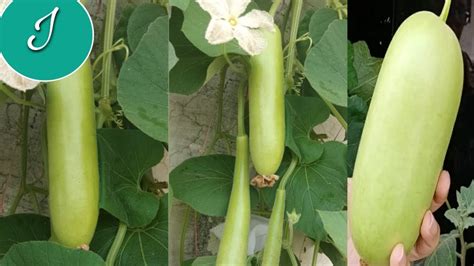 Bottle Gourd S Growth In Various Stages Youtube