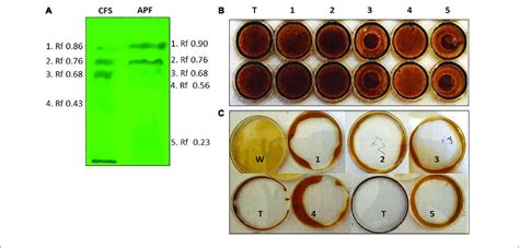 Thin Layer Chromatography Tlc Separation And Biosurfactant Download Scientific Diagram