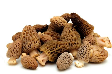 Сморчки - Кулинарная энциклопедия от Гранд кулинара