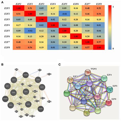 Co-expression and interaction analysis of E2F family members at the ... 