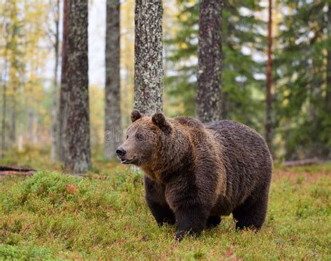 Orso Bruno Nella Foresta Di Autunno Immagine Stock Immagine Di