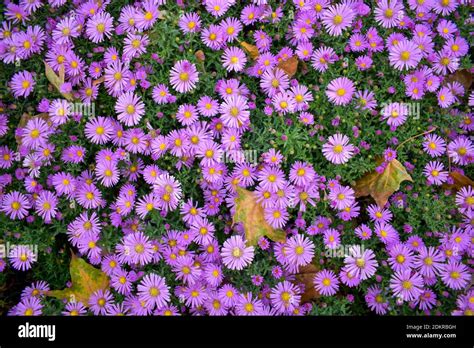 Purple autumn flowers Stock Photo - Alamy