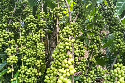 Rahasia Agar Tanaman Kopi Berbuah Lebat Terapkan Teknik Ini Agar Hasil