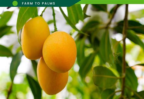 What Are Health Benefits Of Mangoes Farm To Palms