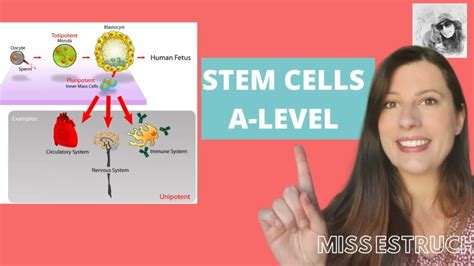 totipotent pluripotent multipotent unipotent stem cells - National Stem ...