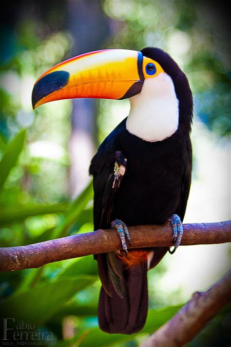 Quantos Anos Vive Um Tucano - Ciclo de Vida do Tucano: Quantos Anos Eles Vivem? | Mundo Ecologia