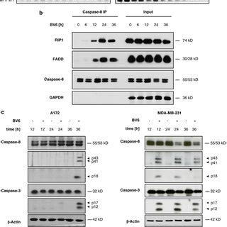 Scheme of BV6-induced signaling pathways. BV6 triggers NF-κB activation ...