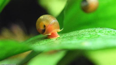 Ramshorn Snail Care Size Food Reproduction Lifespan Video