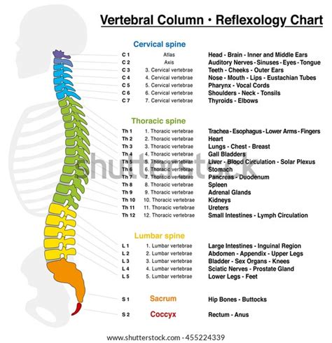 Spine Chart With Numbered Vertebrae: A Visual Reference of Charts | Chart Master