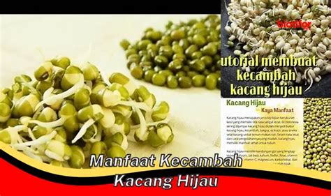 Cara Menanam Kacang Hijau Dengan Kapas Panduan Lengkap Biotifor