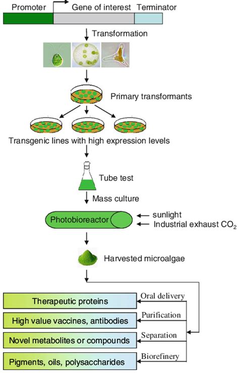 Stages Of Development For The Large Scale Production Of Recombinant