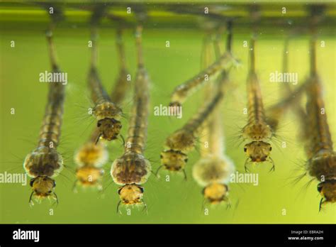 mosquitoes, gnats (Culicidae), larvae hang under the water surface ...