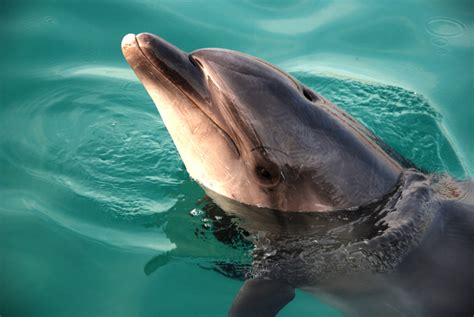 The Lonely Dolphin Named Zafar Whose Sexual Behaviors Toward Humans