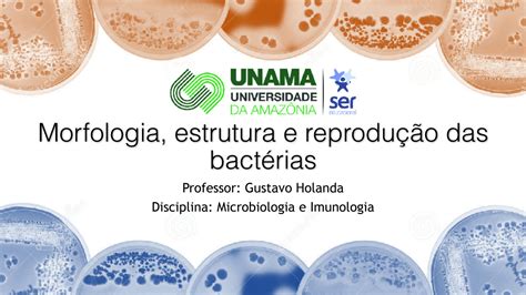 Solution Morfologia Estrutura E Reproduc A O Das Bacte Rias Studypool