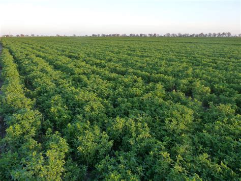 Alfalfa Field