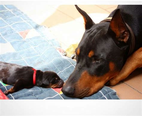 Doberman Newborn Puppies