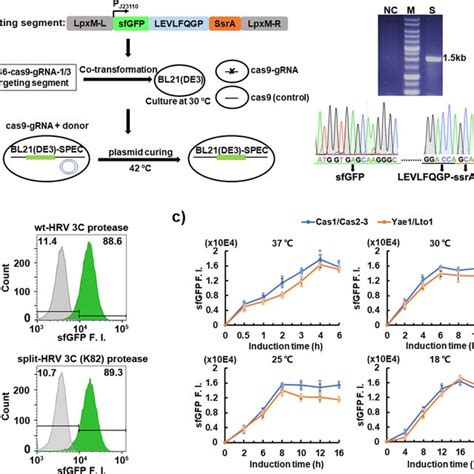 Identification Of A Highly Efficient Split HRV 3 C Protease And Its